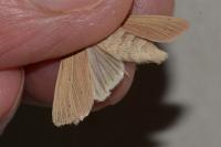 Mythimna pallens
