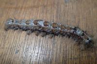 Dendrolimus pini pini