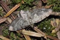 Pasiphila debiliata