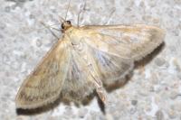 Paratalanta pandalis