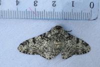Biston betularia