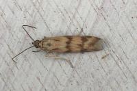 Homoeosoma sinuella