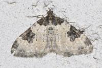 Xanthorhoe fluctuata