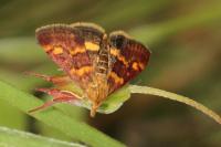 Pyrausta purpuralis