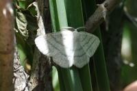 Cabera pusaria