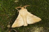Malacosoma neustria