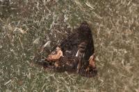 Aedia funesta