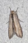 Cucullia