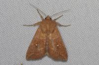Mythimna albipuncta