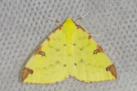 Opisthograptis luteolata