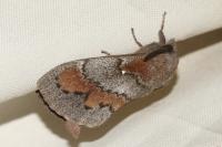 Dendrolimus pini pini