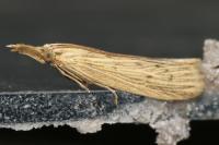 Ematheudes punctella
