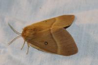 Lasiocampa quercus quercus