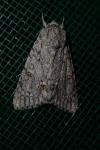 Acronicta aceris
