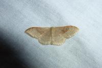 Idaea degeneraria