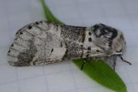 Furcula bifida