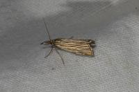 Chrysocramboides craterellus