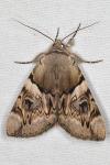 Catocala fulminea