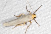 Eilema caniola