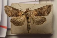 Abrostola triplasia