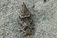 Eudonia mercurella
