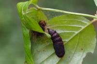 Lymantria dispar