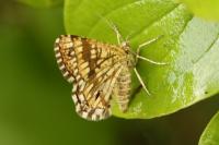 Chiasmia clathrata