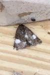 Tyta luctuosa