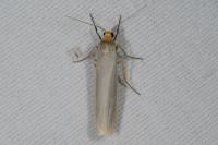 Eilema caniola