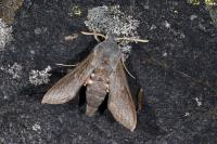 Hyles vespertilio