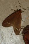 Dysauxes ancilla