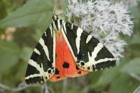 Euplagia quadripunctaria