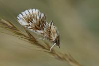 Cynaeda dentalis