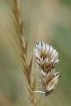 Cynaeda dentalis