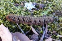 Lasiocampa quercus quercus