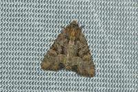 Mesapamea secalis