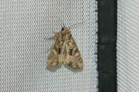 Mesapamea secalis