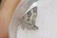 Epirrhoe alternata