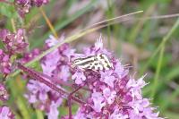 Emmelia trabealis