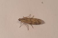 Homoeosoma sinuella