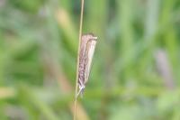 Chrysoteuchia culmella
