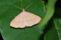 Paracolax tristalis