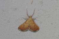 Endotricha flammealis