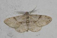 Peribatodes rhomboidaria rhomboidaria
