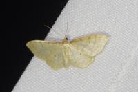 Idaea humiliata