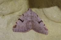 Macaria wauaria