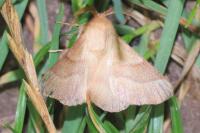 Malacosoma neustria