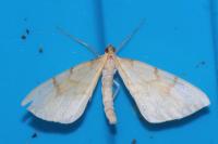 Gandaritis pyraliata