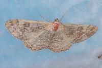 Alcis repandata