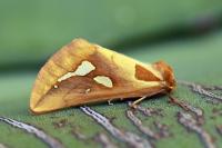 Axia napoleona